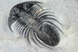 Bargain, Kolihapeltis Trilobite - Rare Species #72893-4
